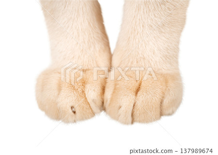 Cat paws isolated on transparent background PNG Cat paws isolated on transparent background PNG 137989674