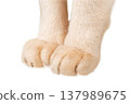 Cat paws isolated on transparent background PNG 137989675