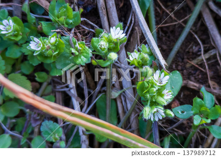 Small white flowers of chickweed Small white flowers of chickweed 137989712