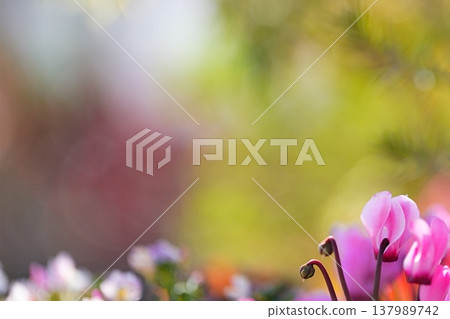 Pink cyclamen and a colorful blurred background: a fantastical floral image. Pink cyclamen and a colorful blurred background: a fantastical floral image. 137989742