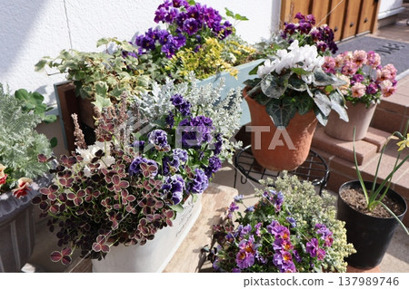 Spring flower group planting & group pot 137989746