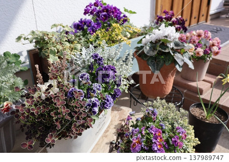 Spring flower group planting & group pot 137989747