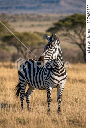 zebras on the African savanna zebras on the African savanna 137989753