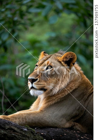 Close-up of a resting lion 137989755