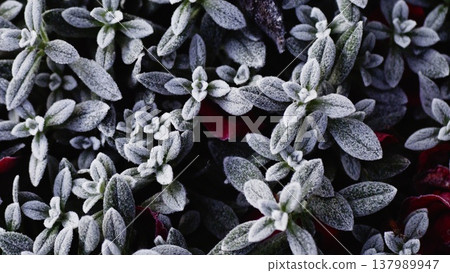 Green groundcover grass with white hairs. Silvery groundcover 137989947