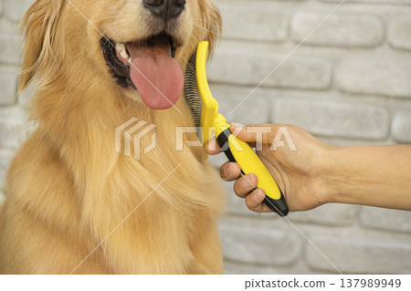 Owner brushing golden retriever dog with yellow slicker brush 137989949