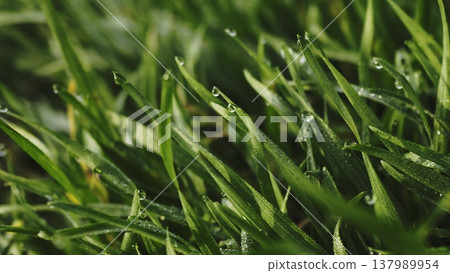 Lush green grass. Spring forbs Lush green grass. Spring forbs 137989954