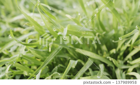 Lush green grass. Spring forbs Lush green grass. Spring forbs 137989958