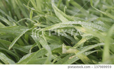 Lush green grass. Spring forbs Lush green grass. Spring forbs 137989959