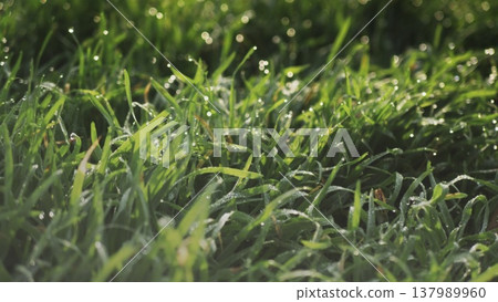 Lush green grass with dew drops. Spring forbs Lush green grass with dew drops. Spring forbs 137989960