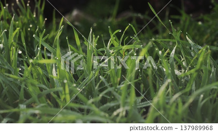 Lush green grass with dew drops. Spring forbs Lush green grass with dew drops. Spring forbs 137989968