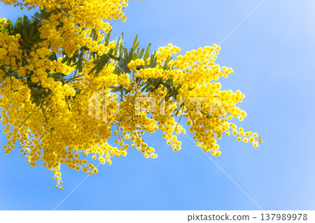 A simple landscape with a refreshing blue sky and vibrant yellow mimosa flowers. 137989978