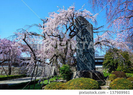 Tokyo, Fuchu City, Togo-ji Temple, Weeping Cherry Tree 137989981