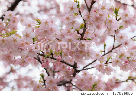櫻花 00061 櫻花 00061 137989990
