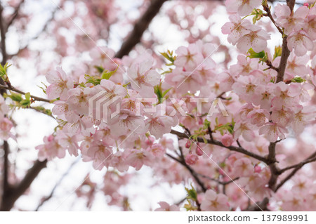 櫻花 00062 137989991