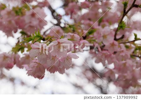 櫻花 00063 櫻花 00063 137989992