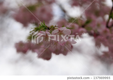 櫻花 00064 櫻花 00064 137989993