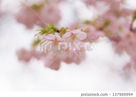 櫻花 00065 137989994