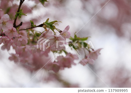 櫻花 00066 137989995