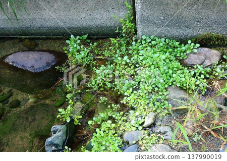 Watercress was growing wild along the side of the stream. 137990019