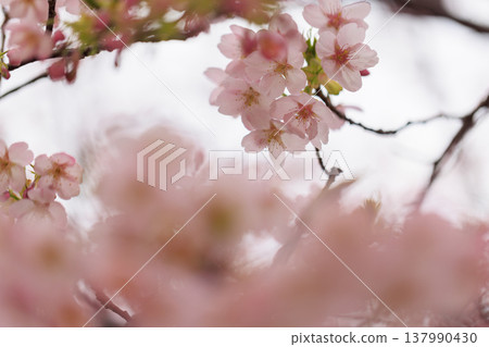櫻花 00080 137990430