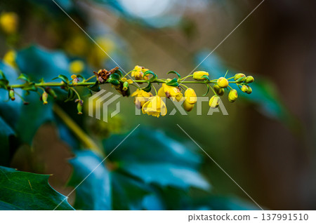 Yellow flowers of Hollyguinanten Yellow flowers of Hollyguinanten 137991510