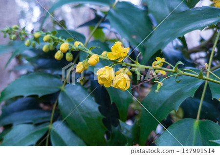 Hollyguinanten黃色花 Hollyguinanten黃色花 137991514