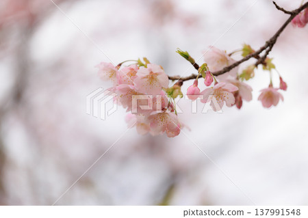 櫻花 00084 櫻花 00084 137991548