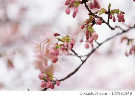 櫻花 00085 櫻花 00085 137991549