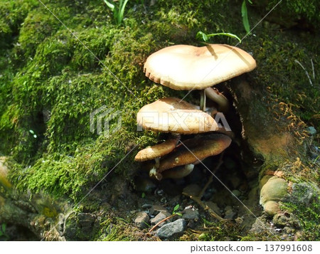 Brown mushrooms growing on a tree 137991608