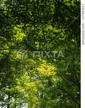 Vibrant summer green maple leaves Vibrant summer green maple leaves 137991611