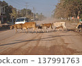 Cows crossing the road 137991763