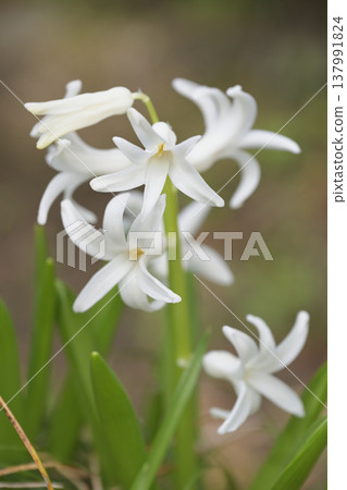 白色風信子花:近距離欣賞春天柔和的香氣與自然之美。 白色風信子花:近距離欣賞春天柔和的香氣與自然之美。 137991824