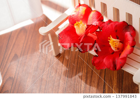 Fallen camellias lined up on a small wooden chair Fallen camellias lined up on a small wooden chair 137991843