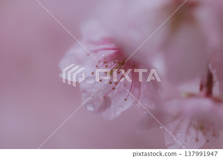 櫻花 00091 櫻花 00091 137991947