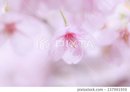 櫻花 00094 137991950