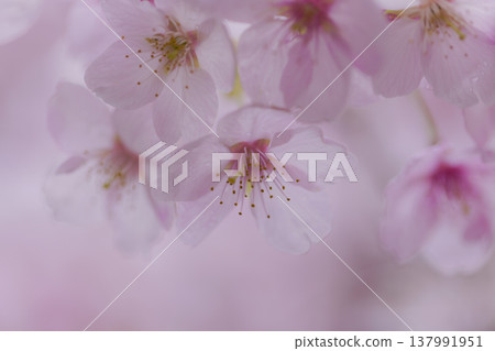 Sakura 00095 137991951