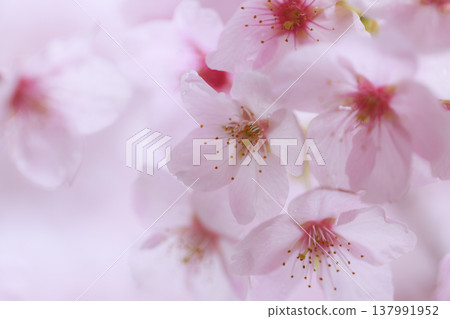 櫻花 00096 櫻花 00096 137991952