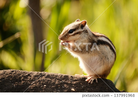 A chipmunk standing in nature, looking adorable as if putting its hands together. A chipmunk standing in nature, looking adorable as if putting its hands together. 137991968