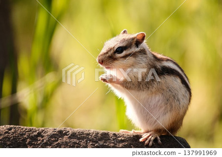 A cute chipmunk posing on a rock: Spring sunshine and wild animals 137991969