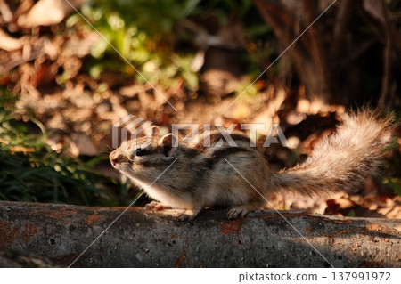A chipmunk perched on a log; wild animals bathed in the setting sun. A chipmunk perched on a log; wild animals bathed in the setting sun. 137991972