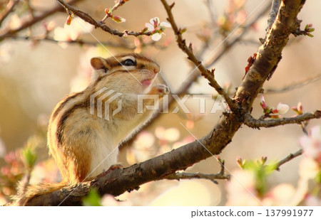 A chipmunk standing in the spring sunshine; cherry blossoms and small animals 137991977