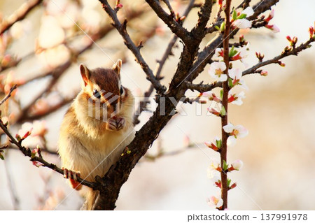 Chipmunks eating on branches of flowers in full bloom: The arrival of spring and wildlife 137991978