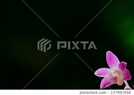 粉紅蘭花在黑色背景下的極簡構圖。留有文字空間。 粉紅蘭花在黑色背景下的極簡構圖。留有文字空間。 137991998