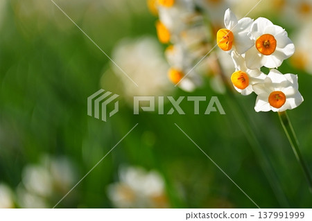 特寫鏡頭下的水仙花，背景是模糊的綠色。 137991999