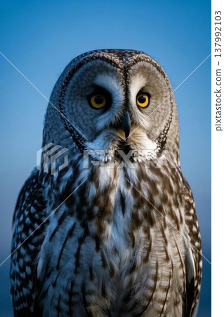 灰毛猫头鹰特写 137992103