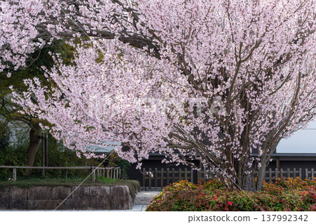 Tokai cherry blossoms in full bloom (Higashi Ward, Nagoya City) Tokai cherry blossoms in full bloom (Higashi Ward, Nagoya City) 137992342