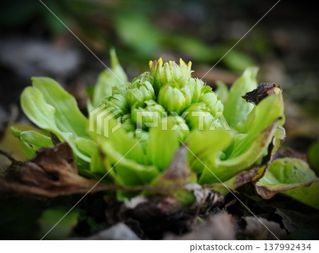 Butterbur sprouts have begun to bloom. 137992434
