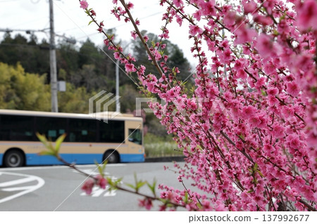 Cherry blossoms, bus 137992677
