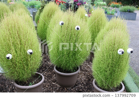 A unique garden display featuring kochia plants in pots and eye-shaped picks. A unique garden display featuring kochia plants in pots and eye-shaped picks. 137992709